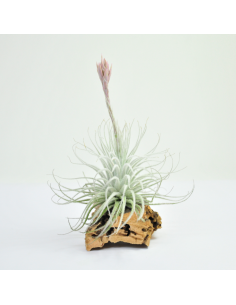 Tectorum snow Tillandsia Ecoterrazas