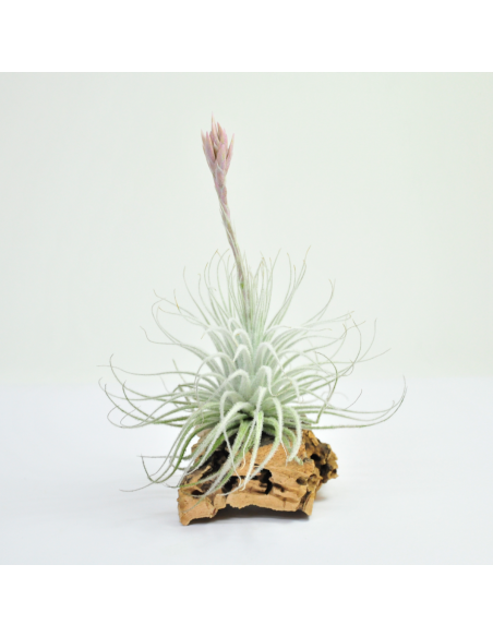Tectorum snow Tillandsia Ecoterrazas