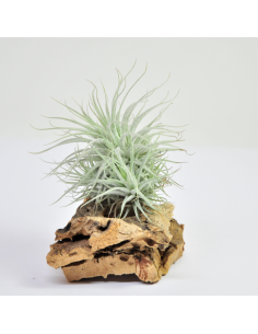 Tillandsia Tectorum Fuchsii Clump Ecoterrazas