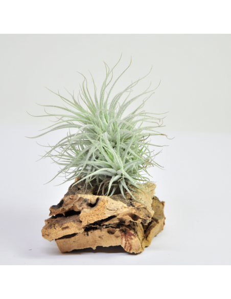 Tillandsia Tectorum Fuchsii Clump Ecoterrazas