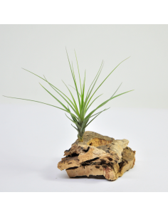 Tillandsia Tenuifolia Ecoterrazas