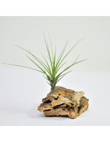 Tillandsia Tenuifolia Ecoterrazas