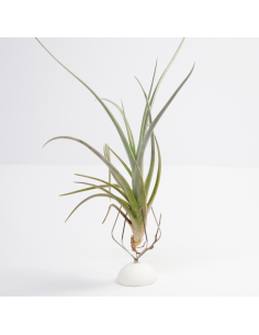 Tillandsia Toropiensis