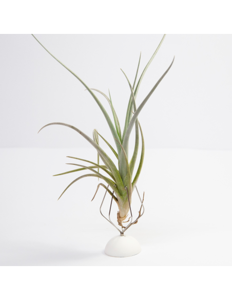 Tillandsia Toropiensis | Ecoterrazas.com
