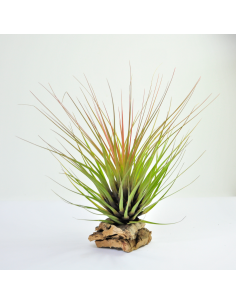 Tricolor Tillandsia Ecoterrazas 2