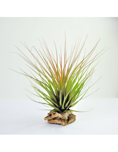 Tillandsia Tricolor Ecoterrazas