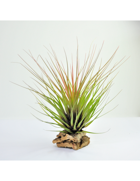 Tricolor Tillandsia Ecoterrazas