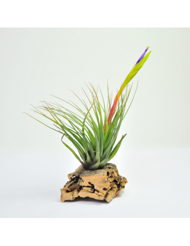 Tricolor Tillandsia Ecoterrazas