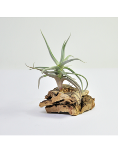 Tillandsia Xiphioides Ecoterrazas