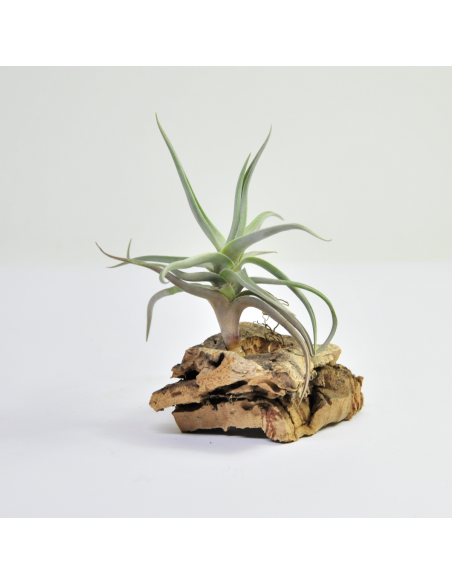 Xiphioides Tillandsia Ecoterrazas