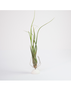 Tillandsia Butzii Ecoterrazas