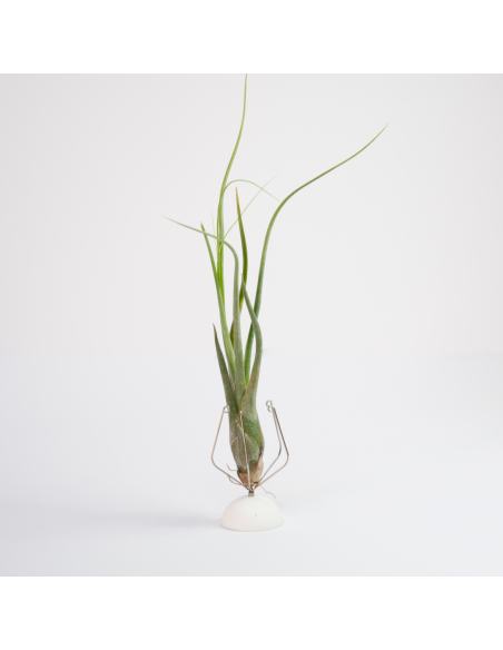 Tillandsia Butzii Ecoterrazas