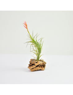 Tillandsia Araujei Ecoterrazas