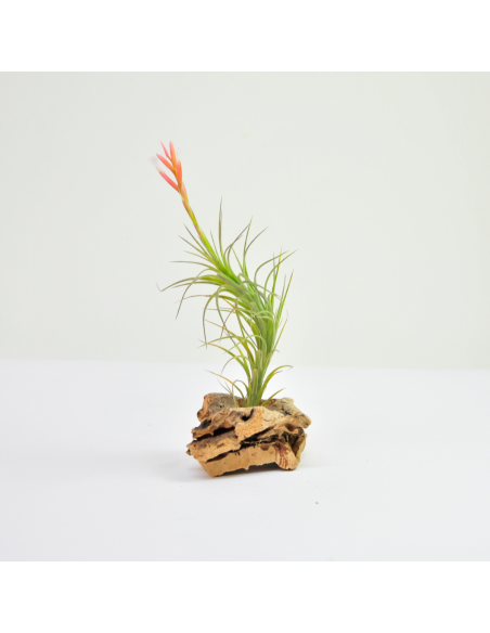 Tillandsia Araujei Ecoterrazas