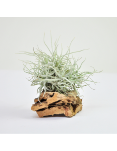Chusgonensis Pulk Tillandsia Ecoterrazas