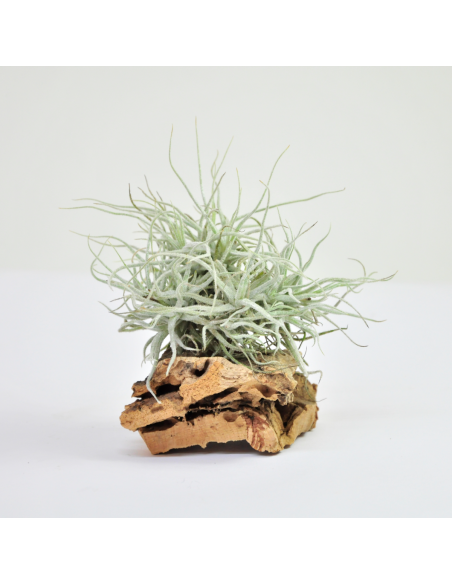 Chusgonensis Pulk Tillandsia Ecoterrazas