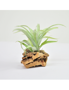 Tillandsia Lautneri Ecoterrazas