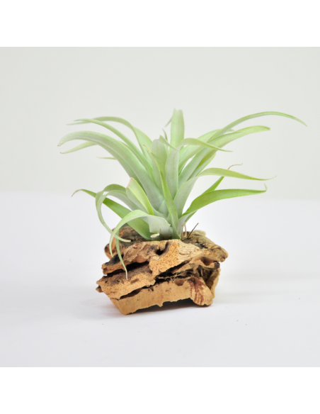 Lautneri Tillandsia Ecoterrazas