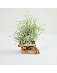 Mallemonti pulk Tillandsia Ecoterrazas