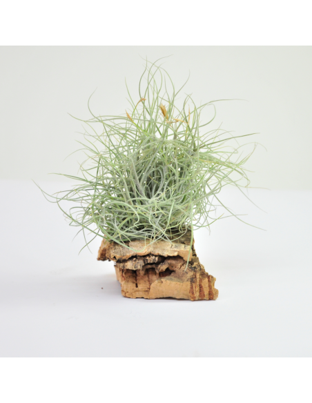 Mallemonti pulk Tillandsia Ecoterrazas