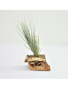 Montana Tillandsia Ecoterrazas 2