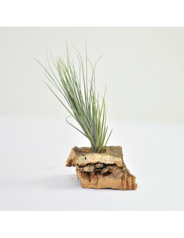 Tillandsia Montana Ecoterrazas