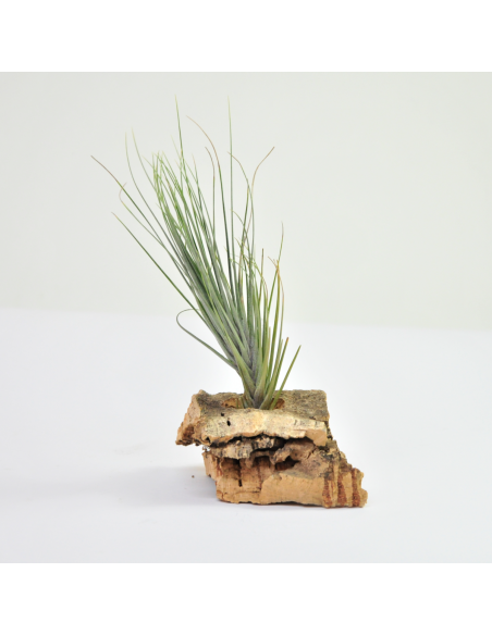 Montana Tillandsia Ecoterrazas