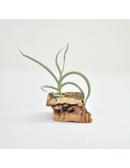 Tillandsia Myosura Ecoterrazas