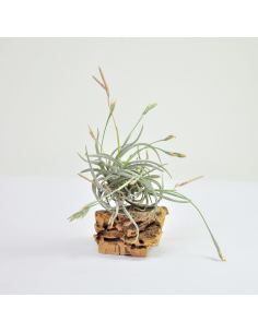 Tillandsia Myosura Clump Ecoterrazas