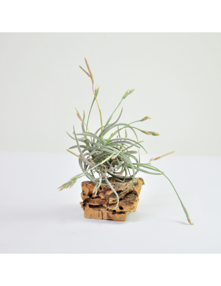 Tillandsia Myosura Clump Ecoterrazas
