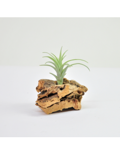 Nana Tillandsia Ecoterrazas