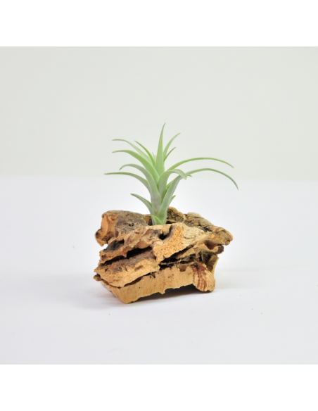 Nana Tillandsia Ecoterrazas