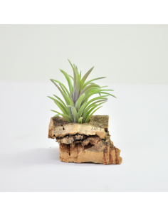 Tillandsia Neglecta Rubra Ecoterrazas