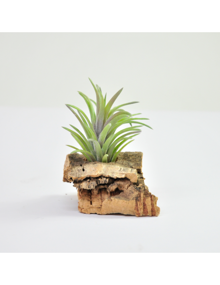 Tillandsia Neglecta Rubra Ecoterrazas