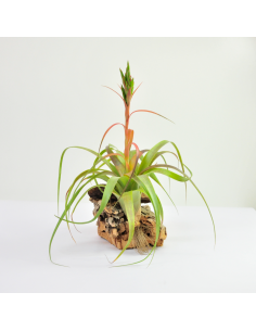 Polystachia Tillandsia Ecoterrazas
