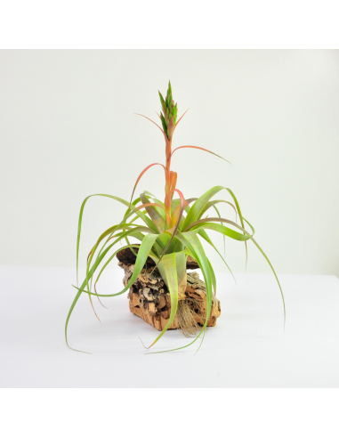 Tillandsia Polystachia Ecoterrazas