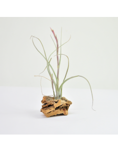 Pseudobaileyi Tillandsia Ecoterrazas