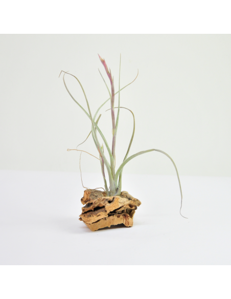 Pseudobaileyi Tillandsia Ecoterrazas