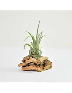 Tillandsia Pueblensis Ecoterrazas
