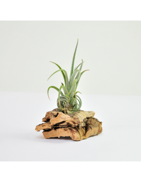 Tillandsia Pueblensis Ecoterrazas