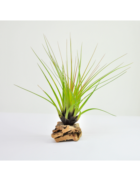 Punctulata Tillandsia Ecoterrazas