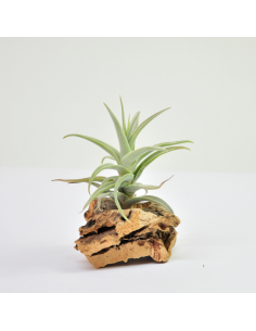 Purpurea Tillandsia Ecoterrazas