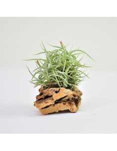 Tillandsia Retorta Clump Ecoterrazas