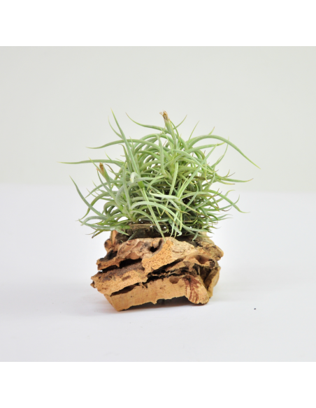 Tillandsia Retorta Clump Ecoterrazas