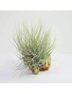 Setiformis pulk Tillandsia Ecoterrazas