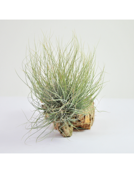 Setiformis pulk Tillandsia Ecoterrazas