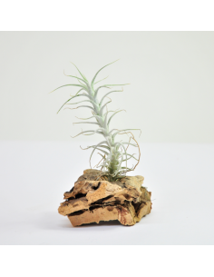 Tillandsia Stellifera Ecoterrazas