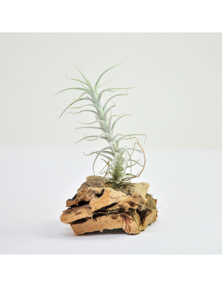 Tillandsia Stellifera Ecoterrazas
