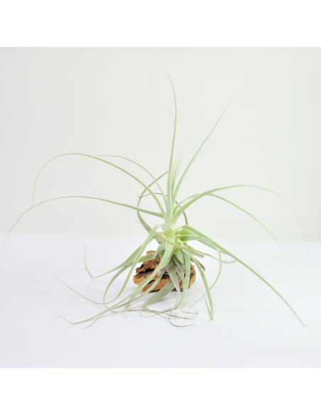 Straminea Tillandsia Ecoterrazas