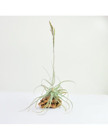 Tillandsia Streptocarpa Ecoterrazas